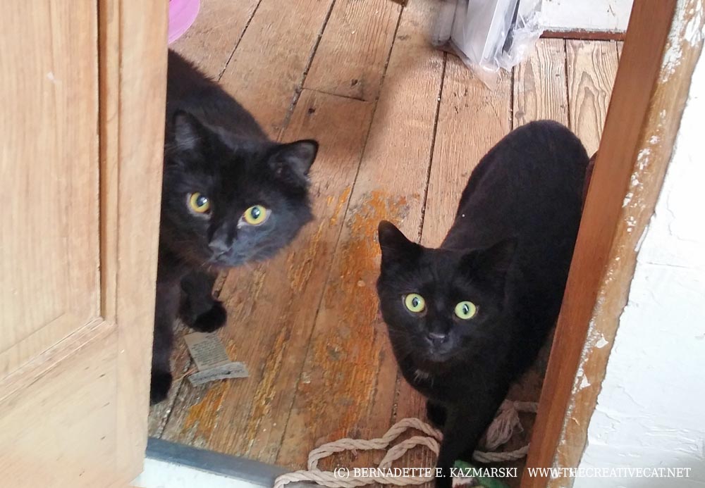 two black cats at doorway