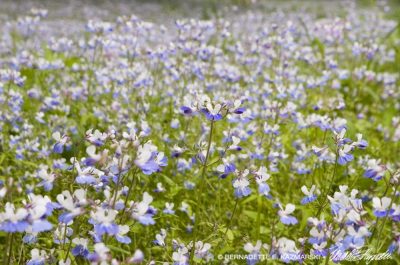 Field of blue-eyed mary.