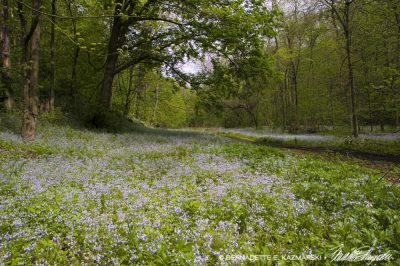 A clearing filled with blue-eyed-mary.