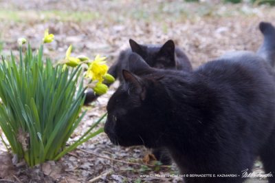two black cats with daffodils