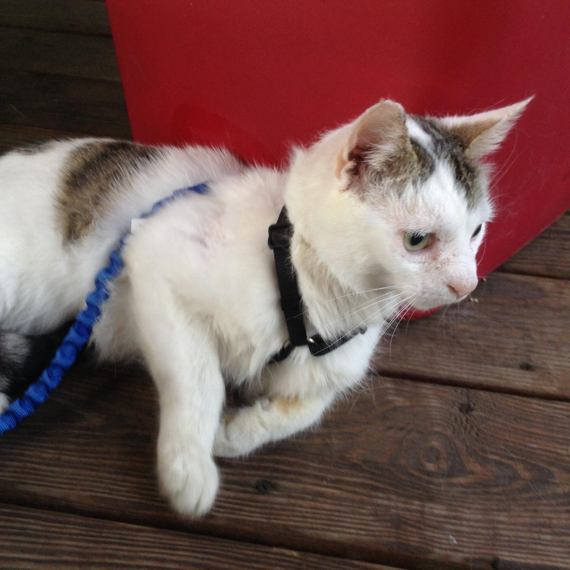 Wearing his harness and leash.