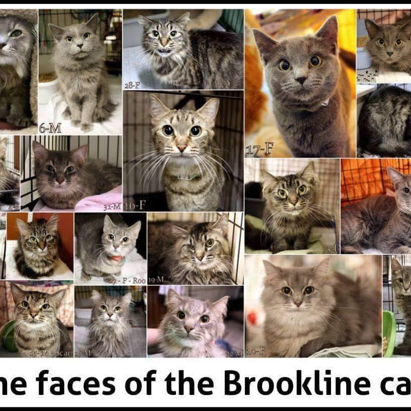 Brookline cats collage by Tanya Veverka.
