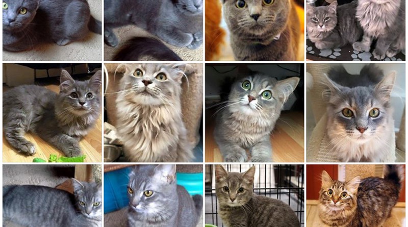 The Brookline Kitties are looking for forever homes!