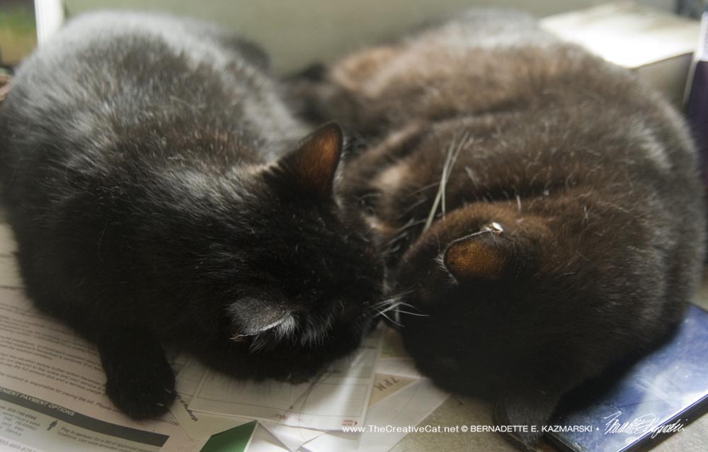 two black cats nose to nose