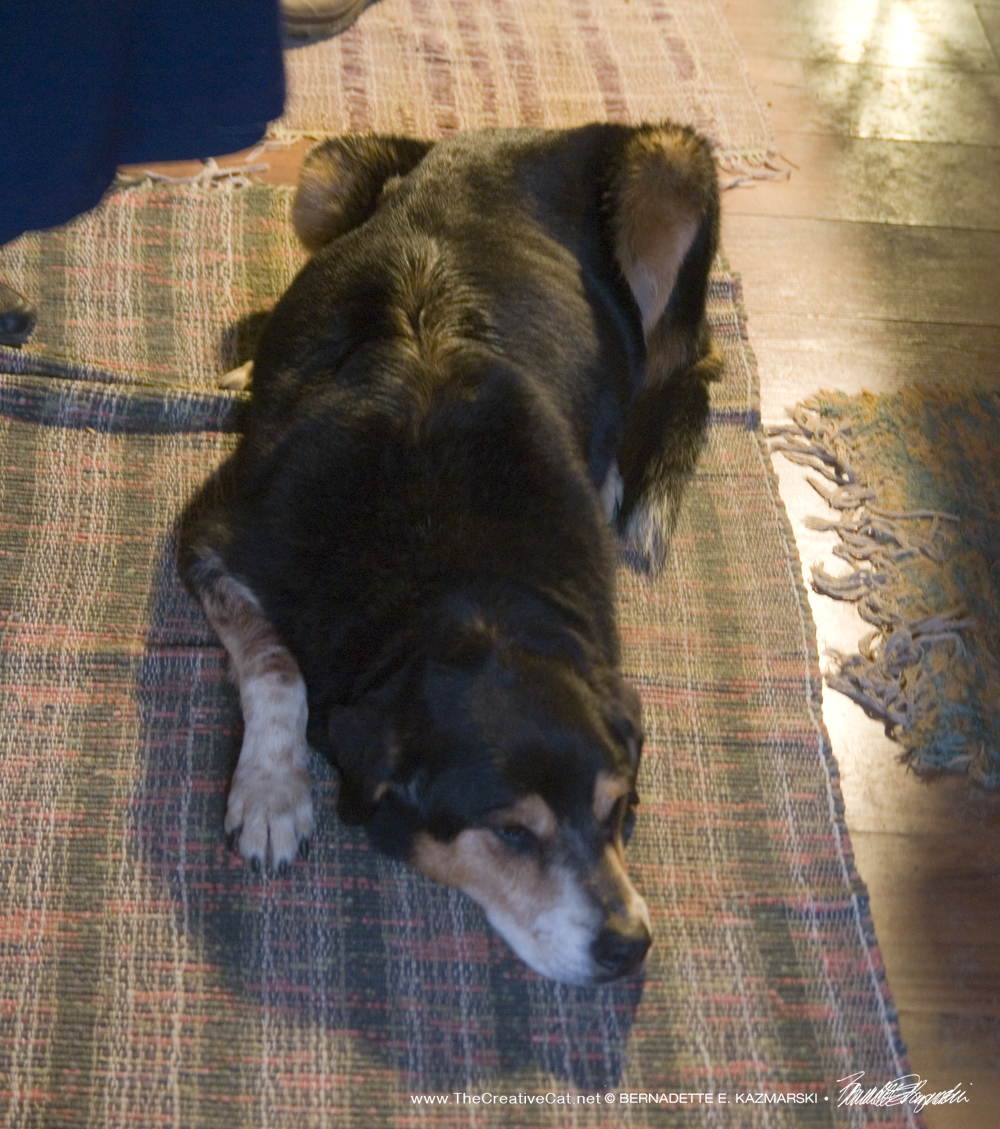 Birgitta's elderly dog Bruno.