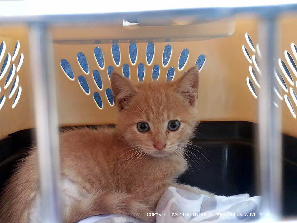 cat in carrier