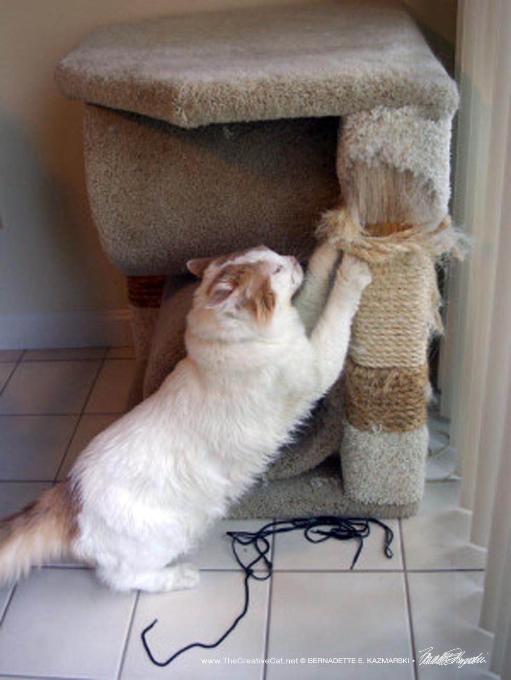 Scruffy and his scratching post by the door.