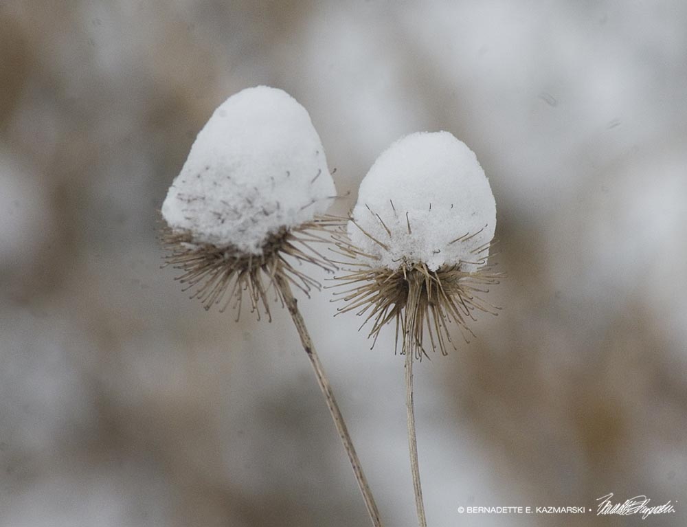 burrs with snow