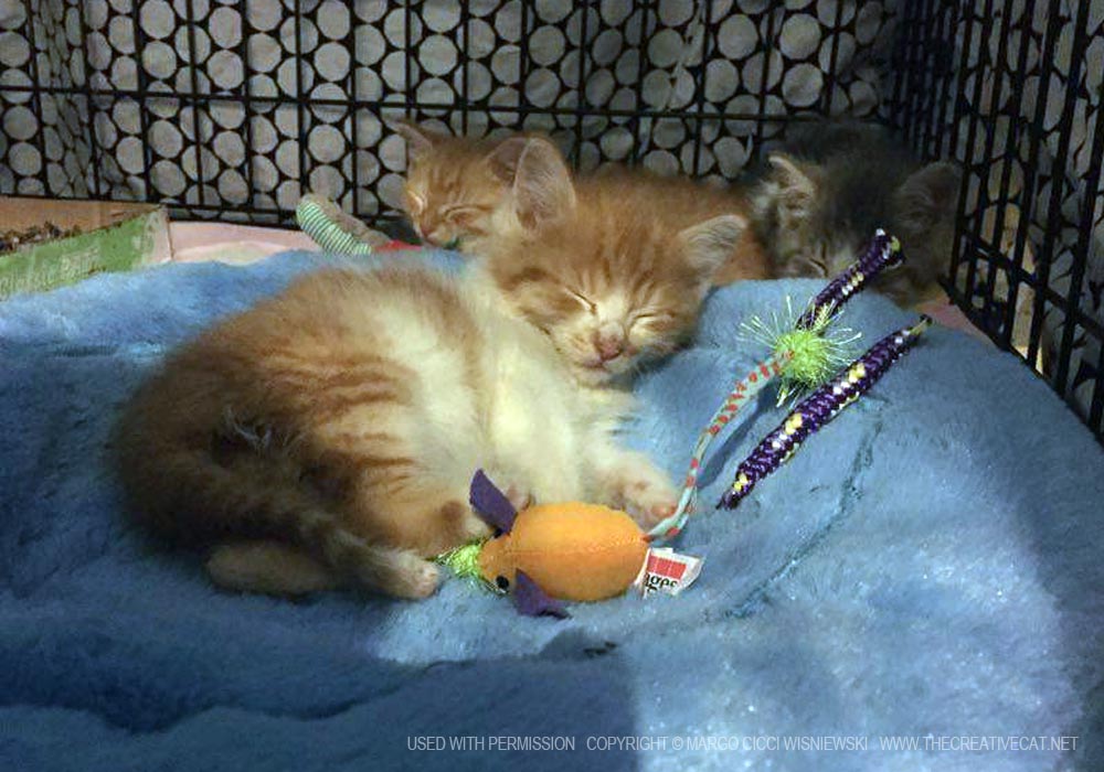 Peter Pan sleeping on his bed with Rufio and Wendy Darling behind him.