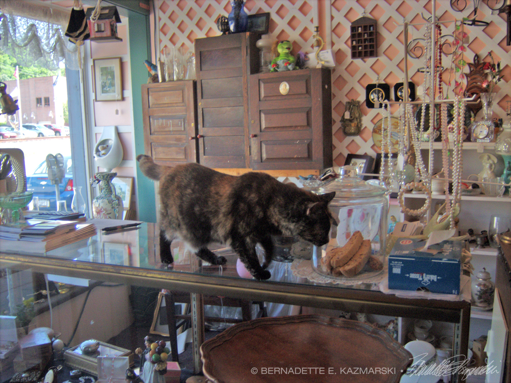 tortoiseshell cat on counter
