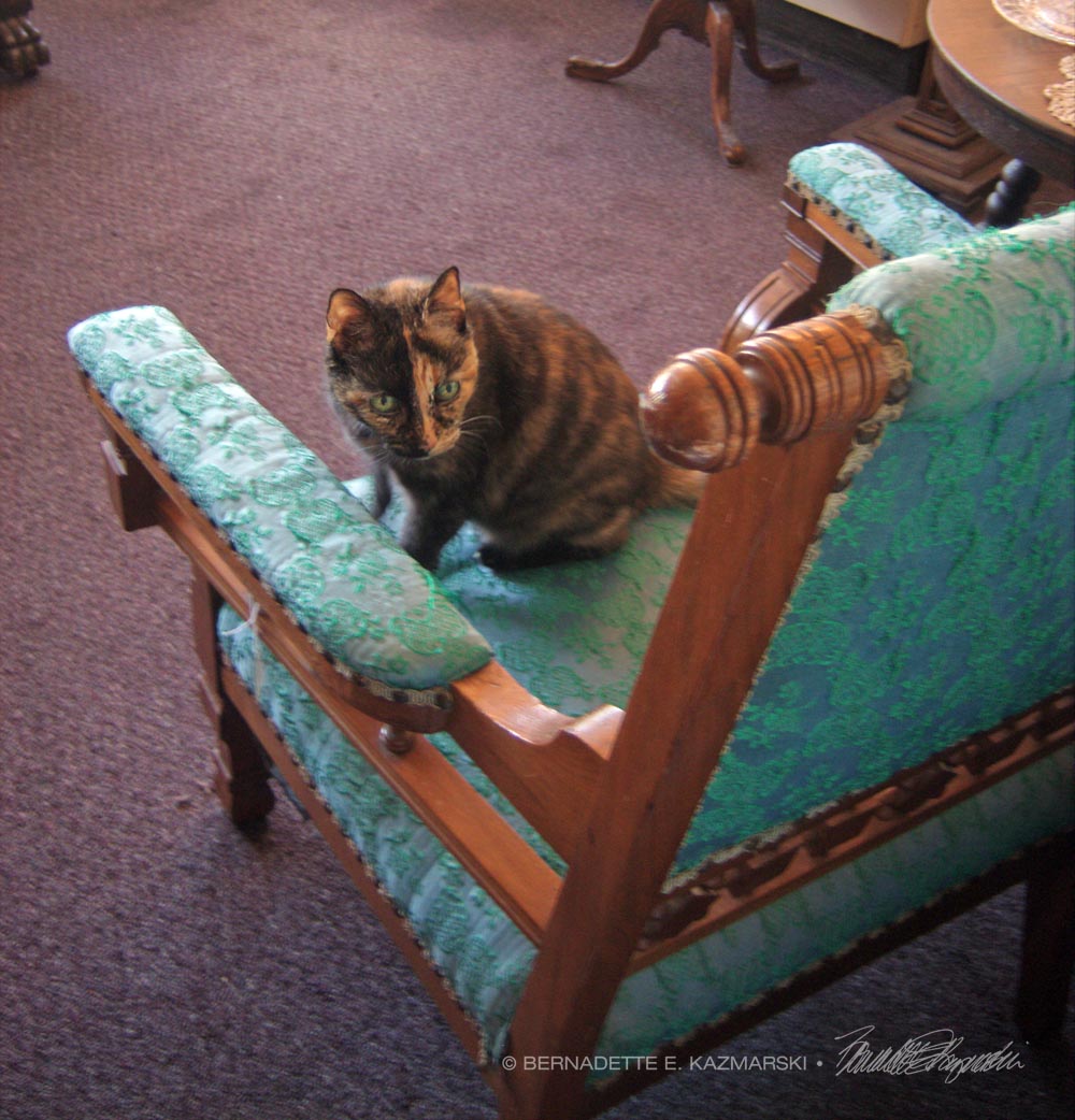 tortoiseshell cat on chair