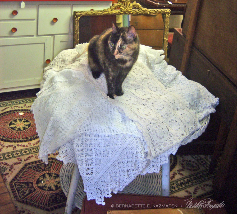 tortoiseshell cat on tablecloths
