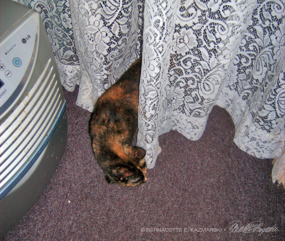 cat through curtain