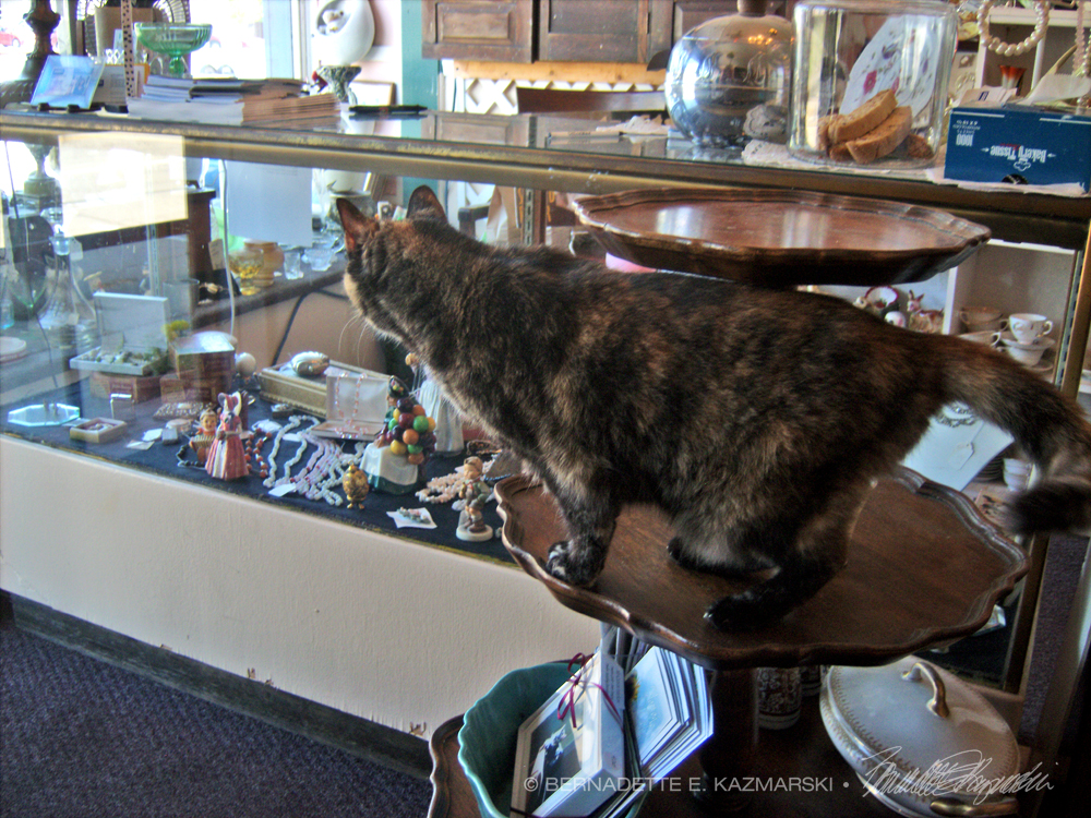 cat in shop