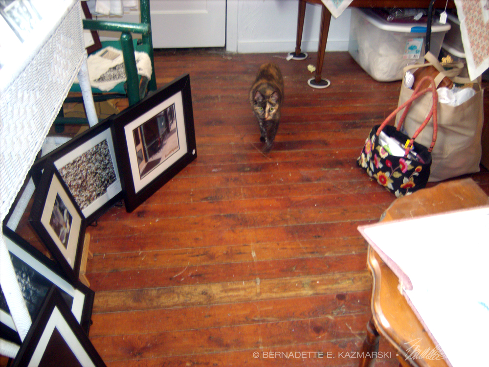 tortoiseshell cat in shop