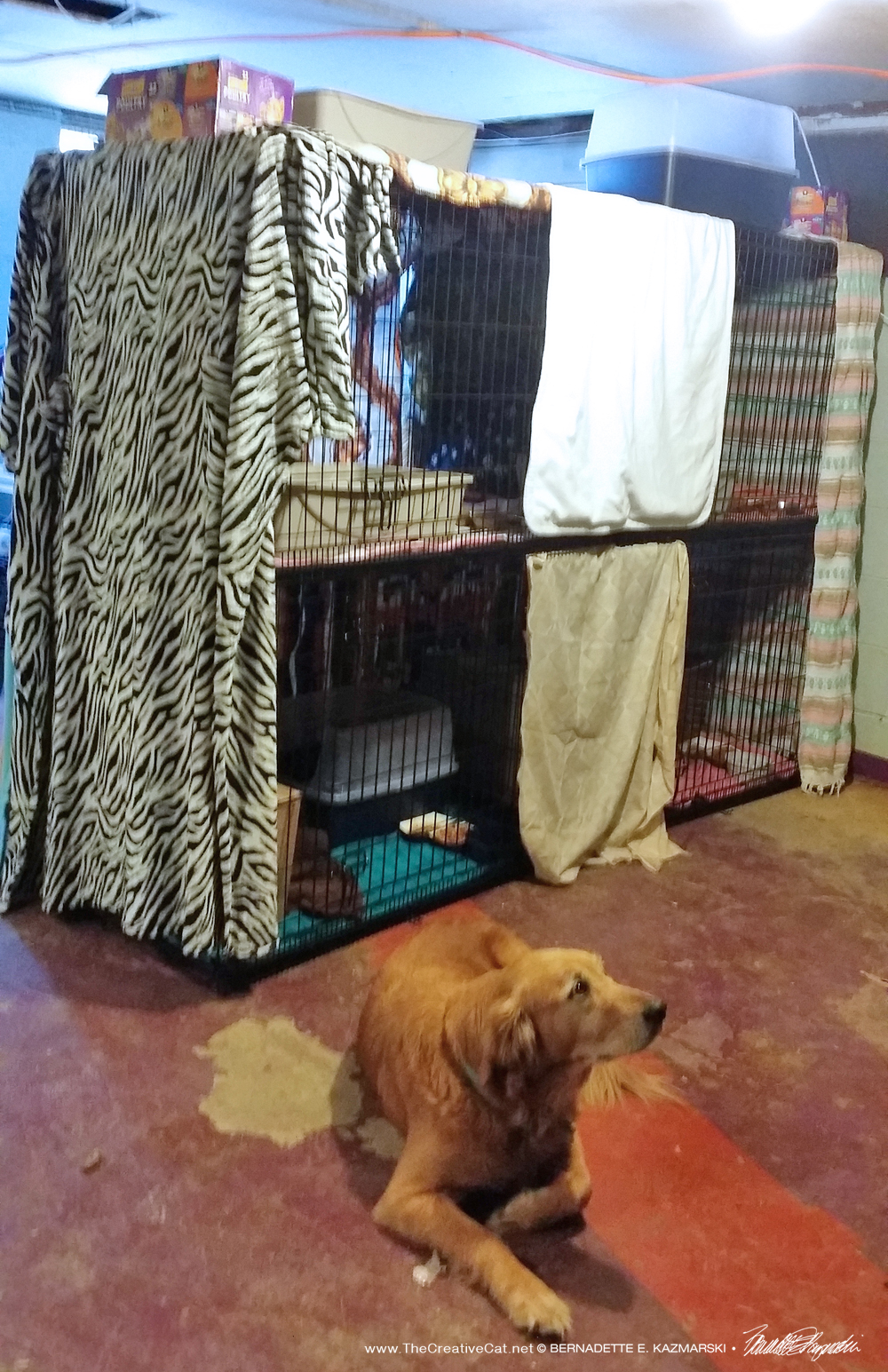 The setup with four cages with Bella the dog watching over them.