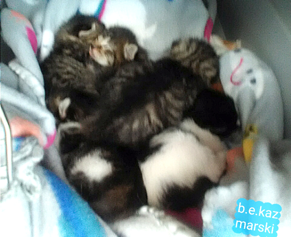 Callie's kittens.