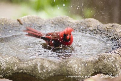 cardinal in birdbath