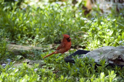 Cardinal hunting for insects in last year's planters.