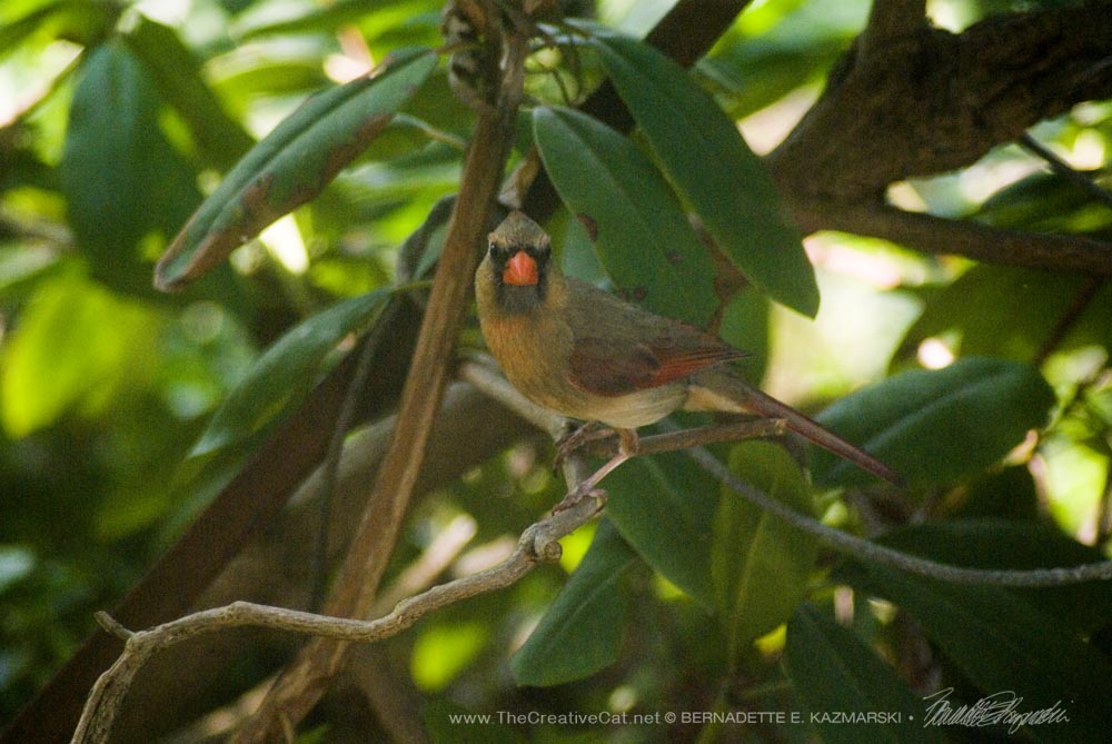 First I heard a cardinal chirping loudly and looked out the window to see a female cardinal in the rhododendron.