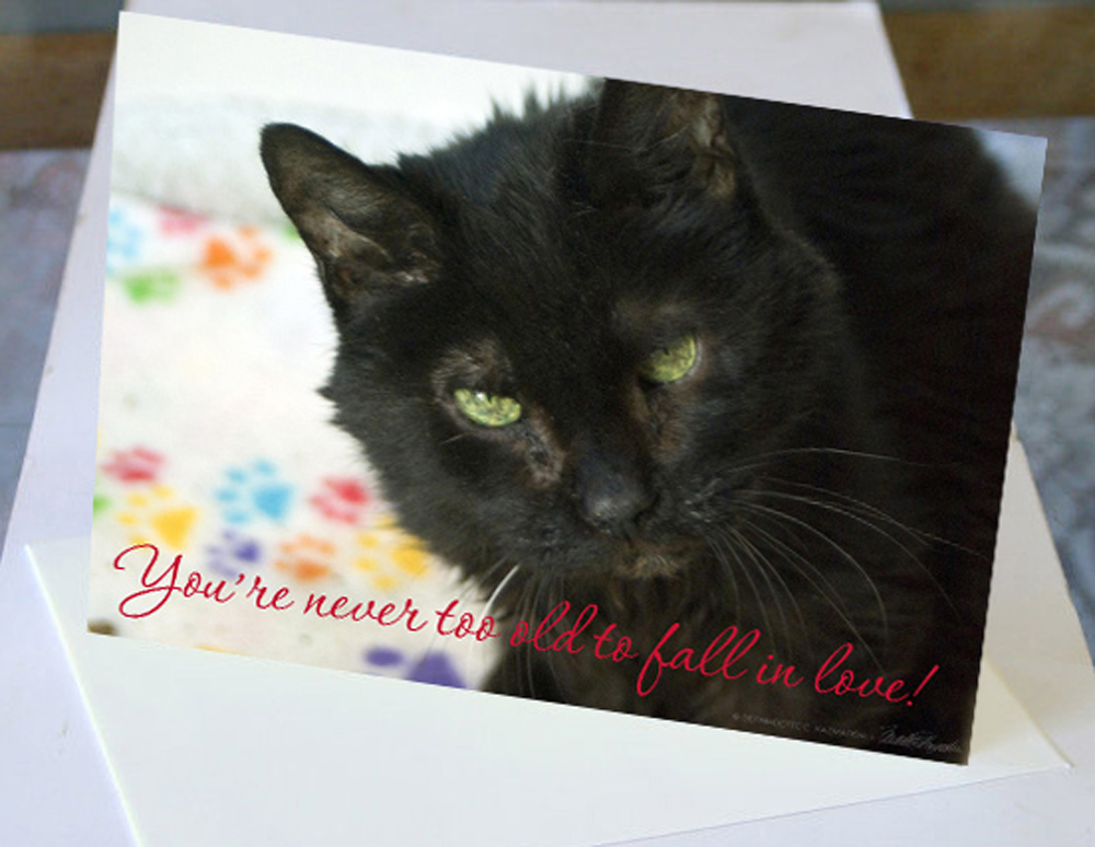 card with senior black cat