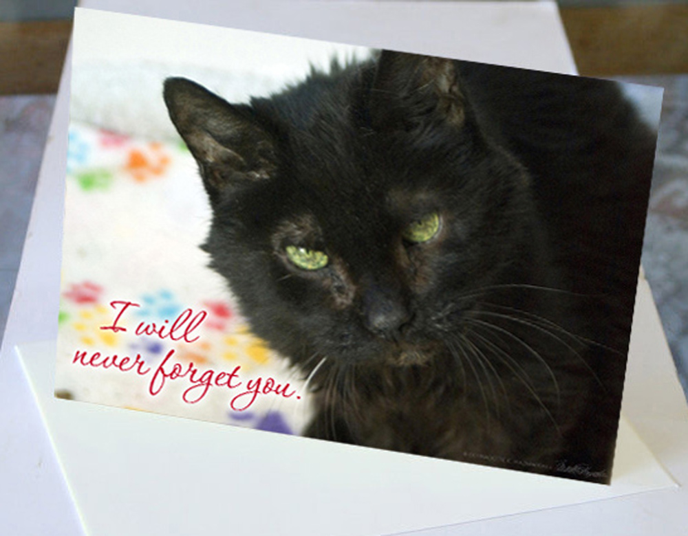 animal sympathy card with black cat