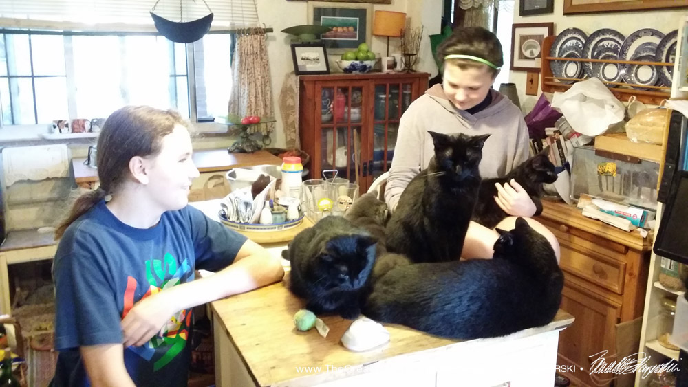 Cassidy still has all five cats because she has a lap.