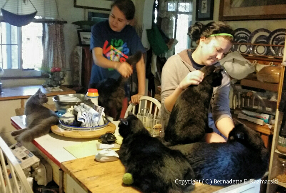 Seven cats in the kitchen.