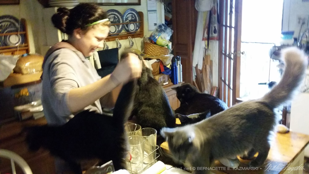 Five cats are surrounding Cassidy!
