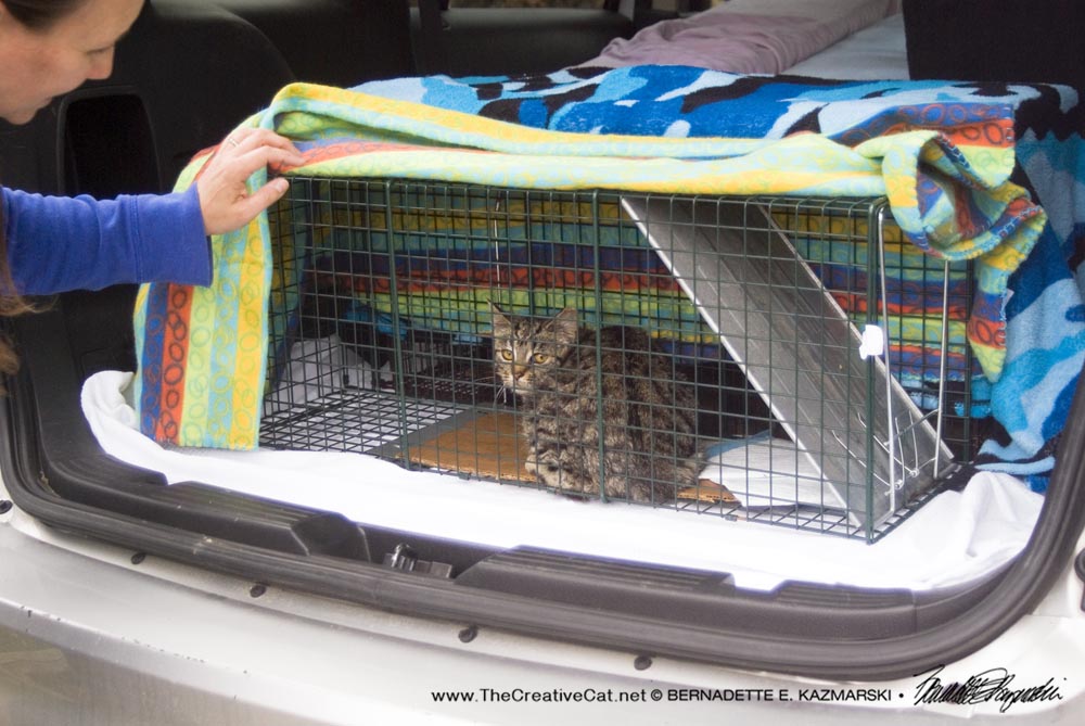 cat in trap in car