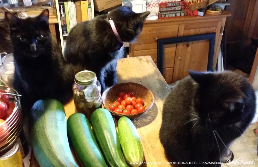 Cats are still wondering about this vegetable thing.