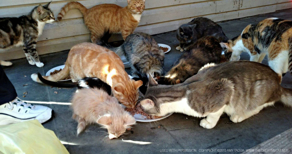 A bunch of the cats eating.