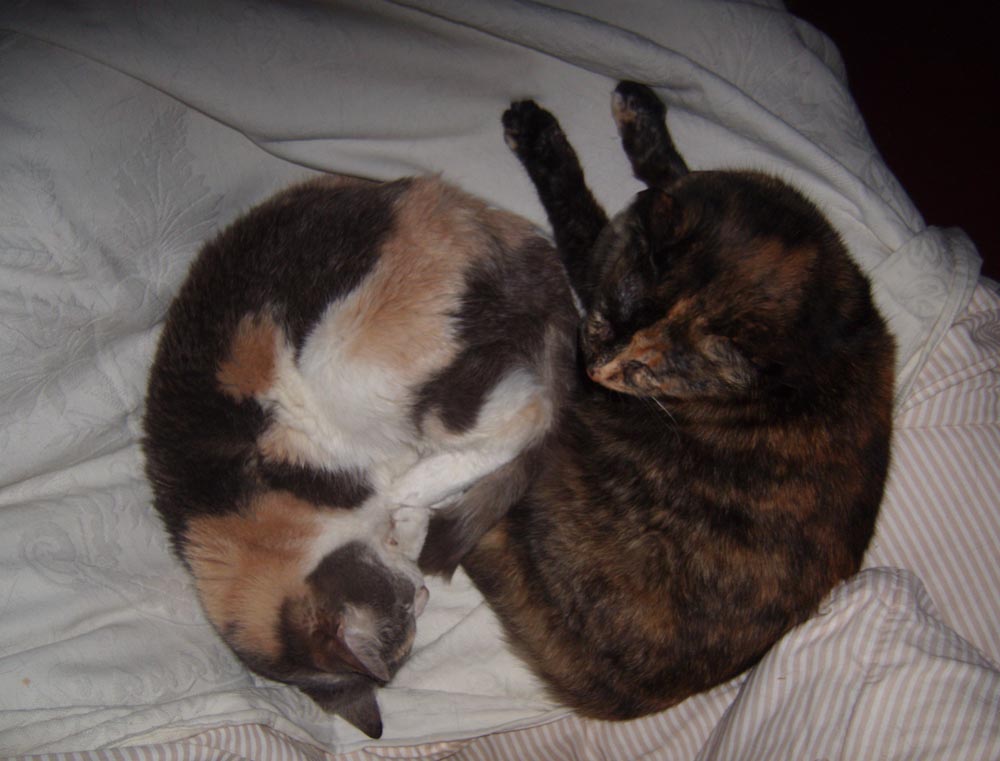 calico and tortoiseshell cats