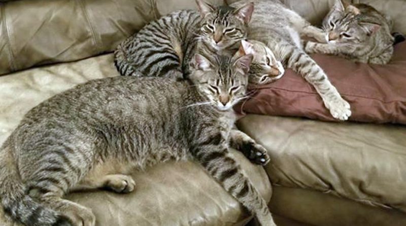 tabby cats on couch