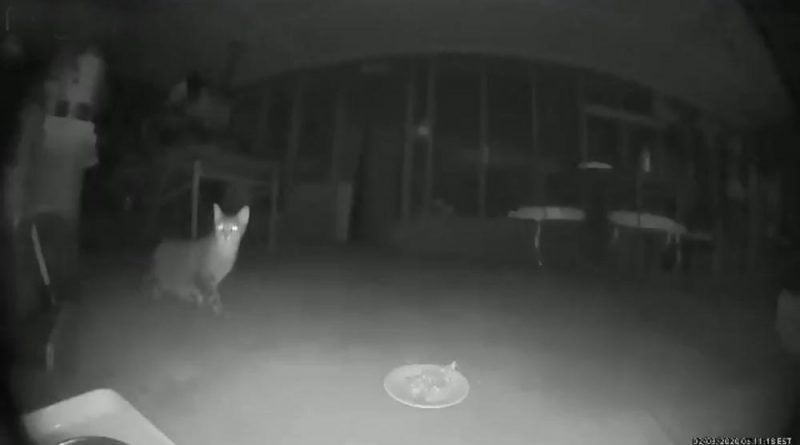 cat on video clip
