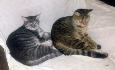 two tabby cats