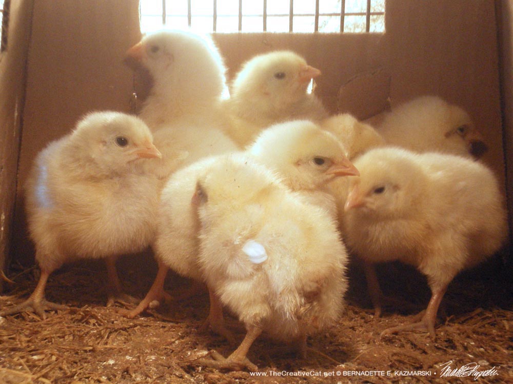 These chicks were destined to be working chicks.