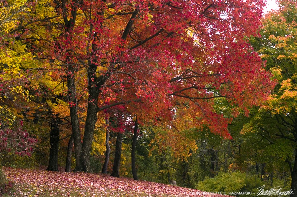 colorful grove of trees