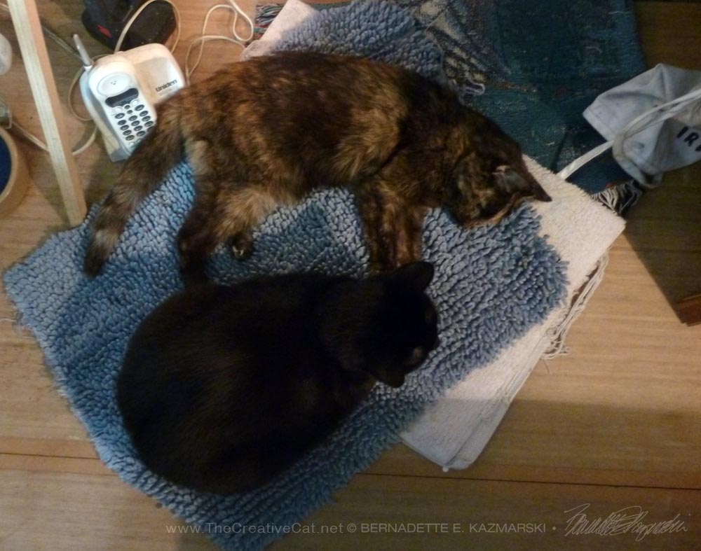 Bean settled with Cookie for her last hours and never left her, or stopped purring.