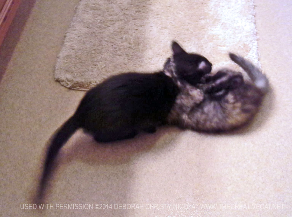 two kittens wrestling