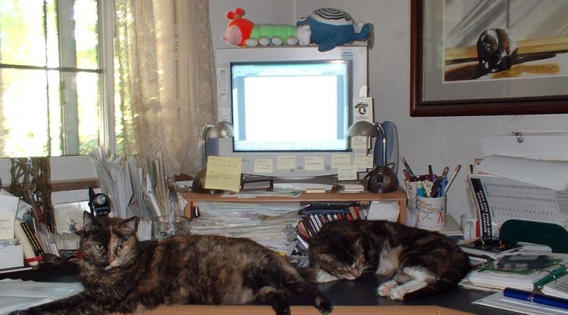 Cookie and Stanley own my desk.