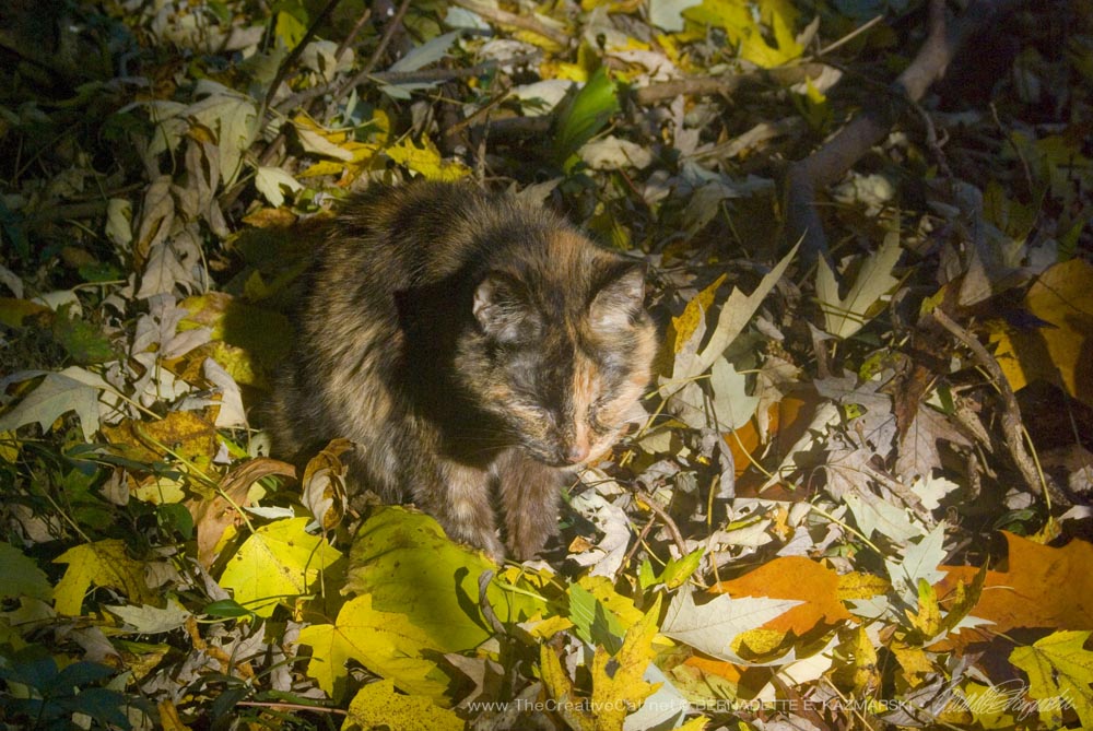 Autumn leaves, the perfect camouflage for a tortie girl!