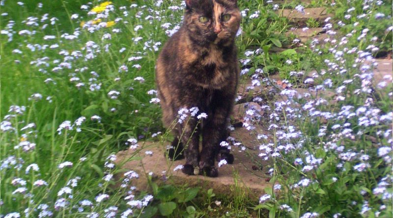 tortoiseshell cat in forget me nots