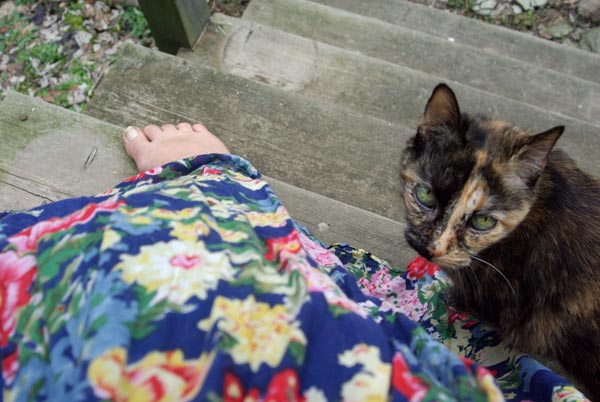 tortie cat and flowered dress