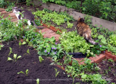 Namir and Cookie inspect my gardening.