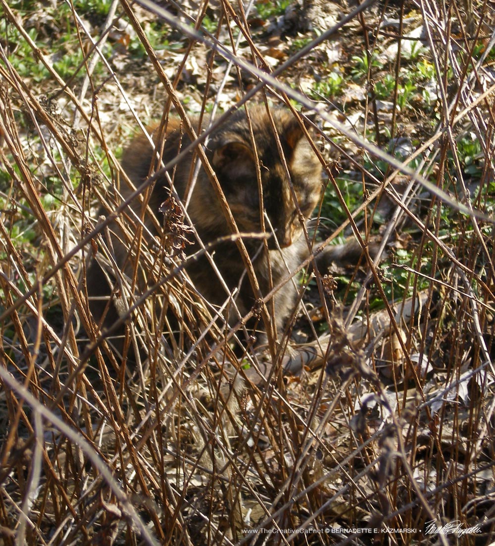 Cookie hiding behind some sticks.