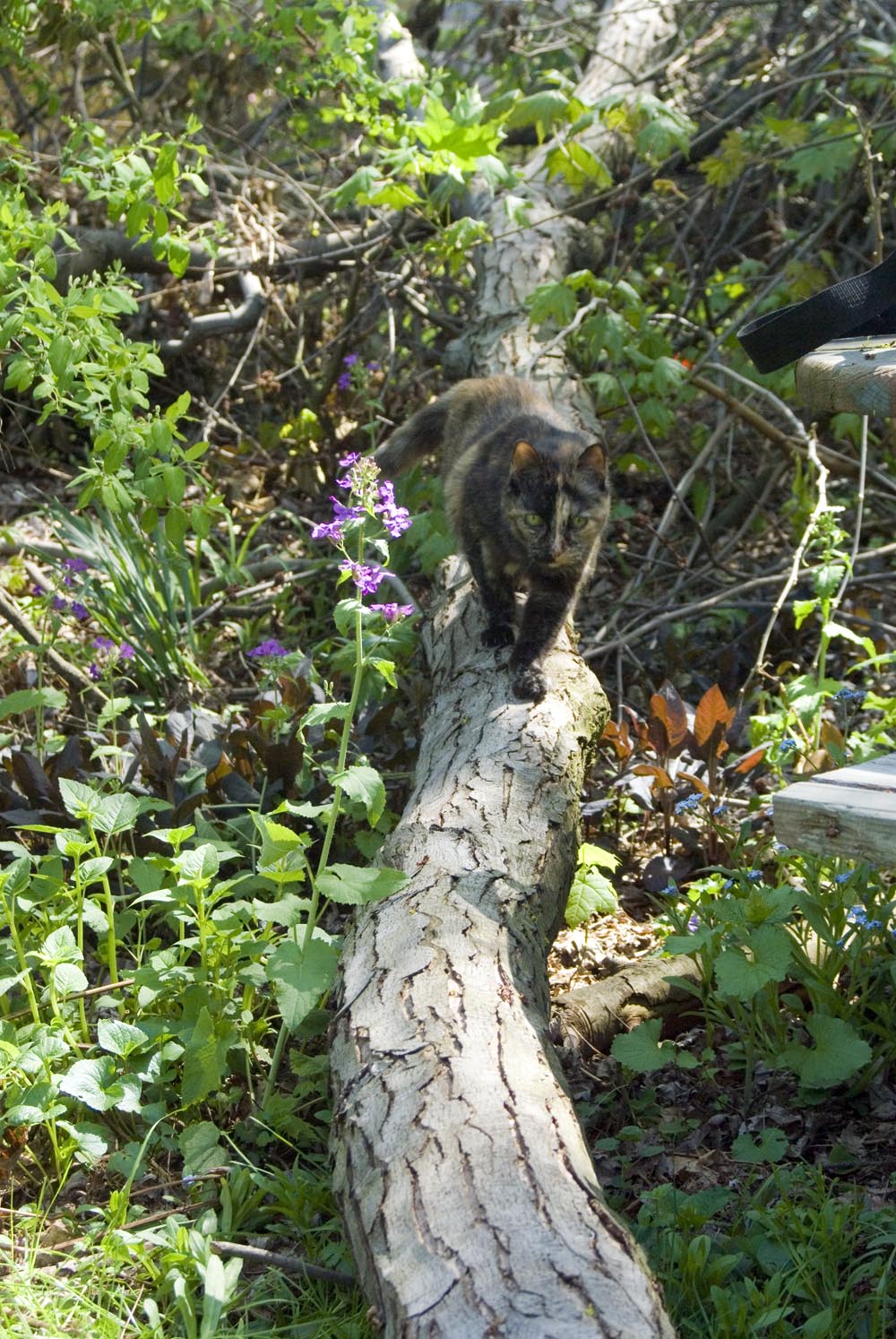 tortoiseshell cat on fallen branch