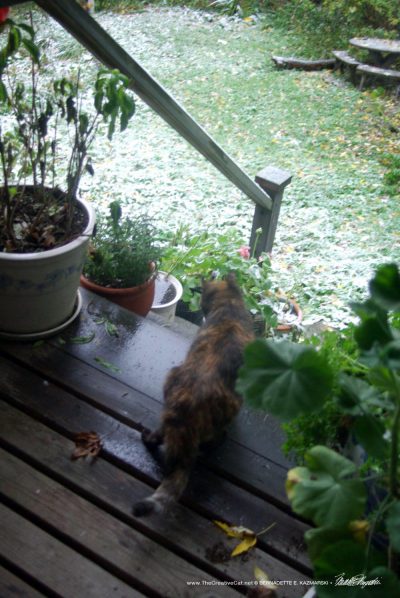 Cookie greets a snowy morning.