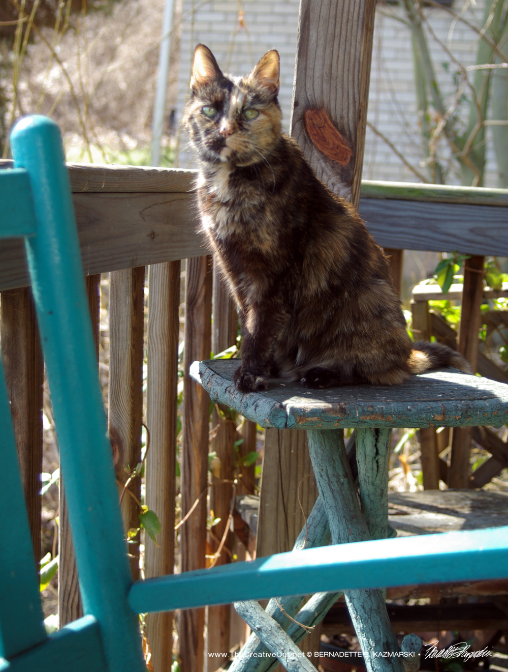Cookie waits on her observation table.
