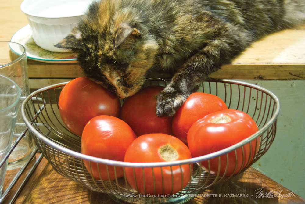 Tomatoes are a kitty's best friend.